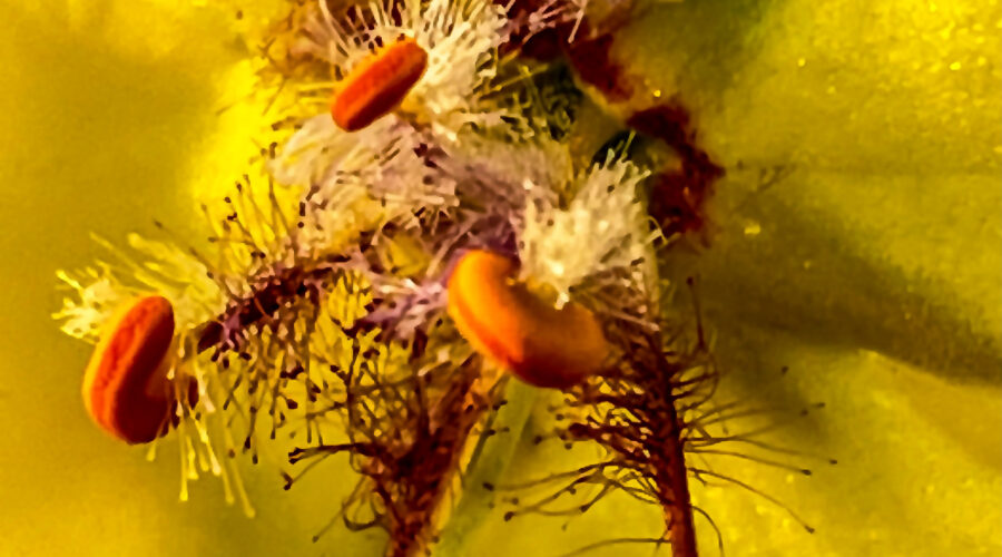 The heart of a single twiggy mullein flower is both colorful and complicated.