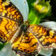 Phaon Crescent Butterflies Absolutely Love the Spring Sun