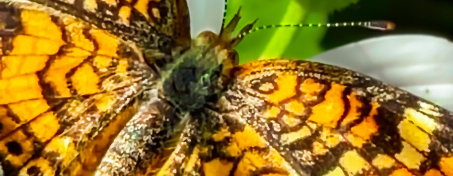 A Phaeon Crescent butterfly basks in the sun with wings wide open.
