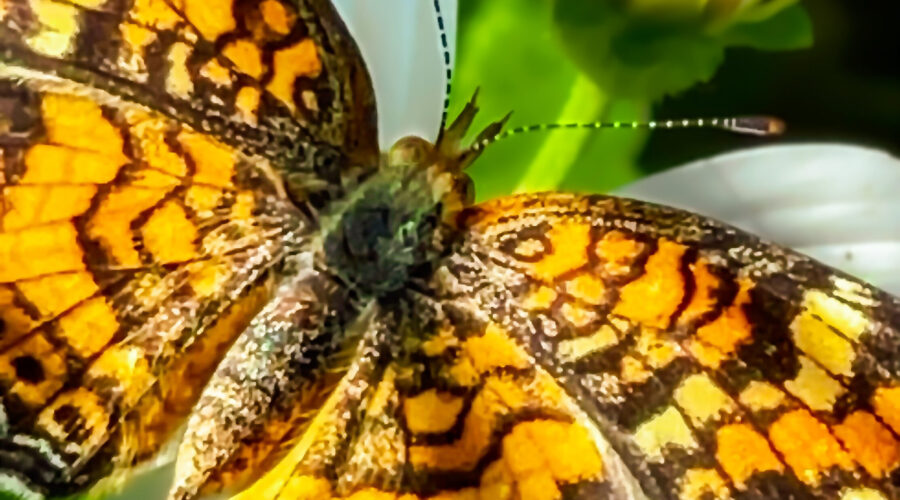A Phaeon Crescent butterfly basks in the sun with wings wide open.
