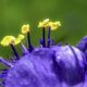 Spiderworts are Dazzling, Colorful Flowers