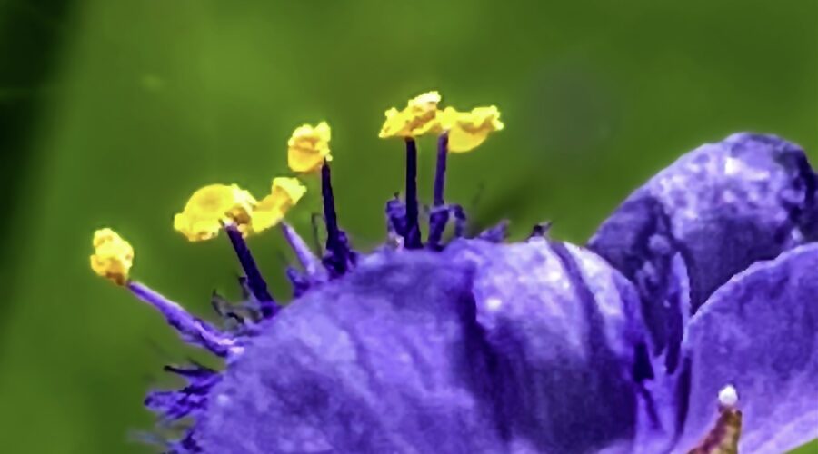A purple spiderwort flower practically glows in the afternoon sunlight.