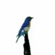The Eastern Bluebird is Colorful and Highly Territorial