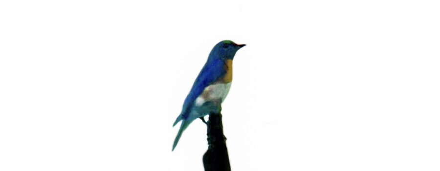 The Eastern Bluebird is Colorful and Highly Territorial