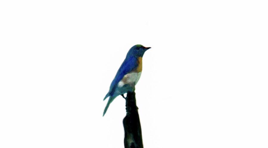 The Eastern Bluebird is Colorful and Highly Territorial
