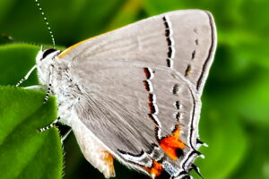 Grey hairstreak butterflies are small, but have great colors.