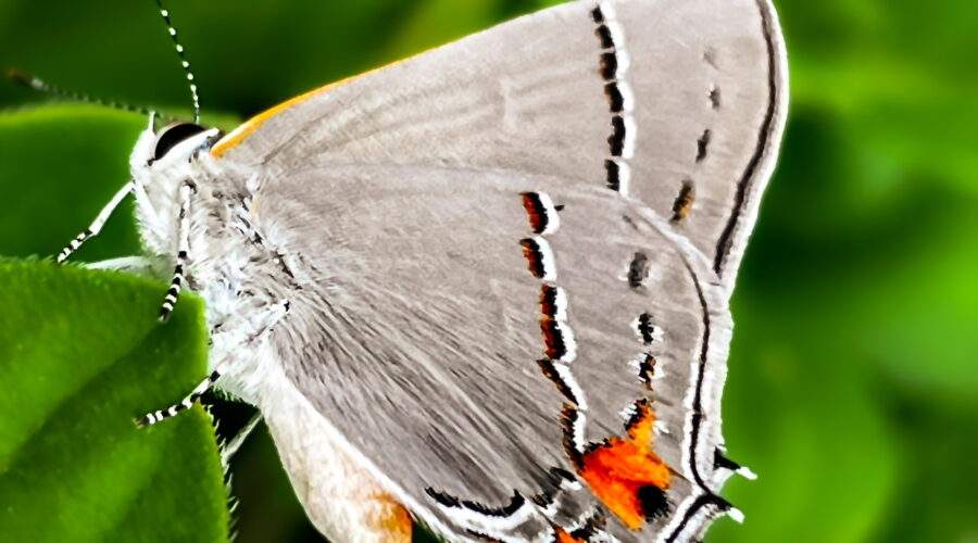 Grey hairstreak butterflies are small, but have great colors.