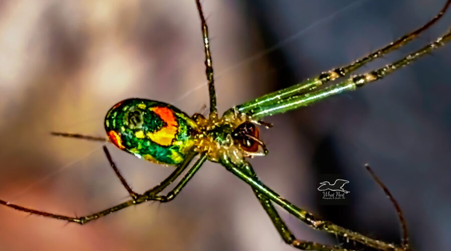 A Mabel orchard orb weaver hangs upside down in its web. A single strand can be seen in the image.