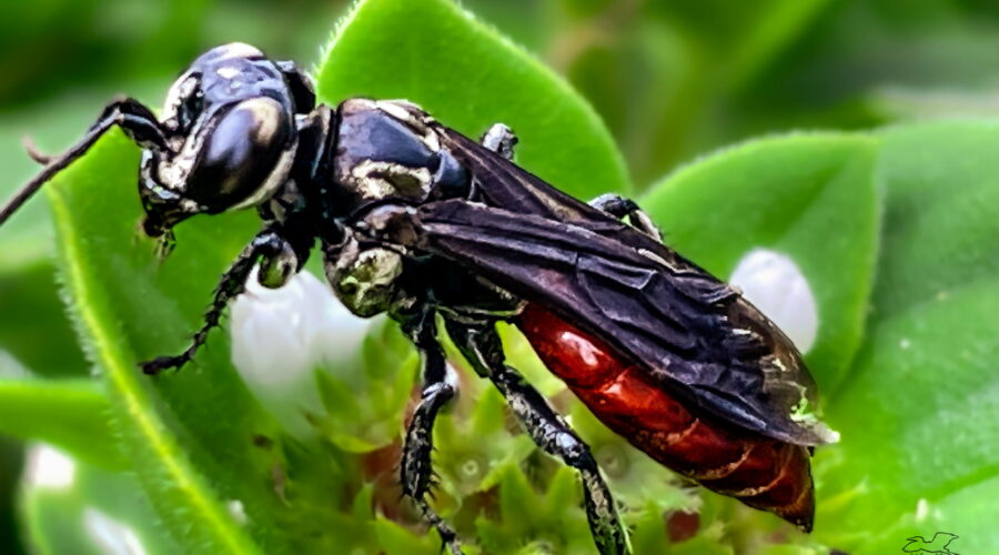 The Larra species of wasps are parasitoids of mole crickets.