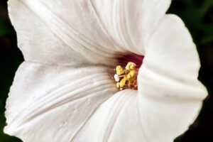 An Alamo vine flower in full bloom shows off its pink center with intricate stamens and pistol.