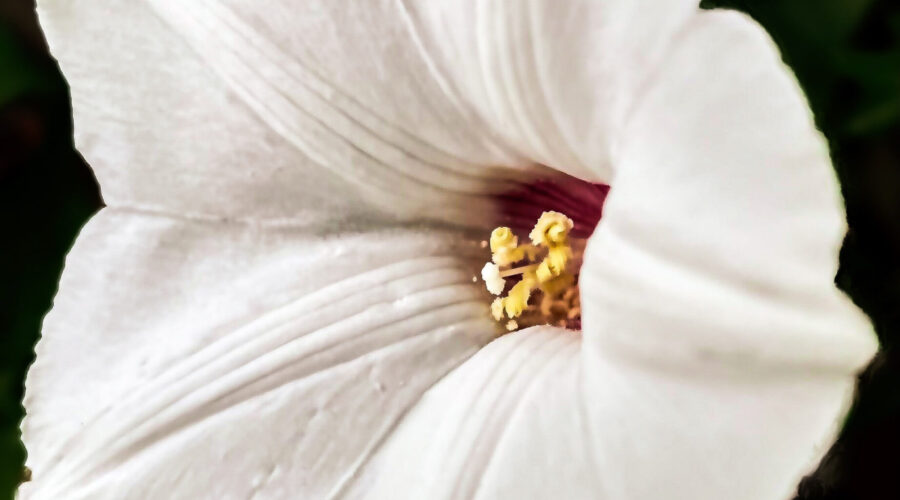 An Alamo vine flower in full bloom shows off its pink center with intricate stamens and pistol.