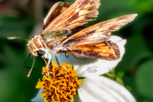 This hungry fiery skipper spent quite awhile feasting on this beautiful flower.