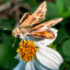 Fiery Skippers Love the Nectar in Spring Flowers