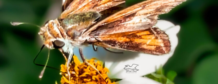 This hungry fiery skipper spent quite awhile feasting on this beautiful flower.