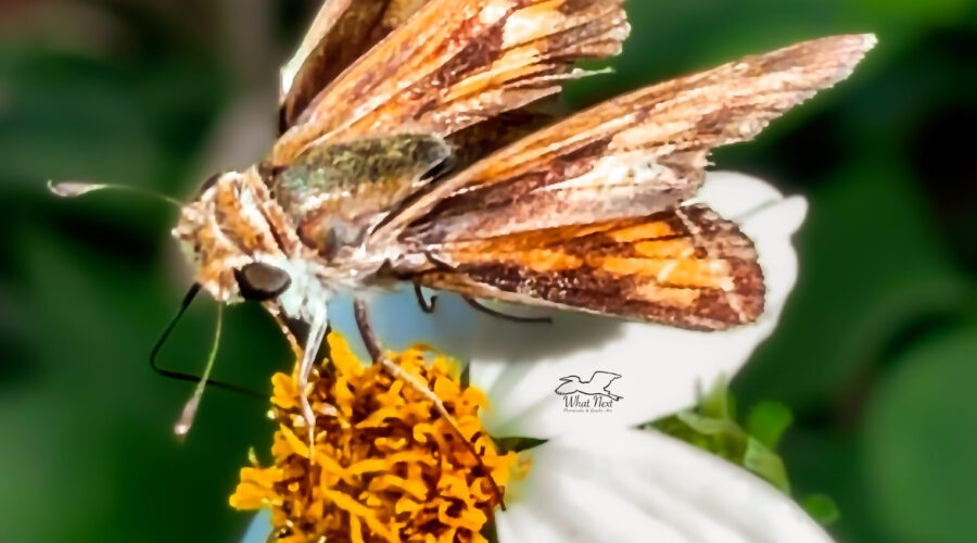 This hungry fiery skipper spent quite awhile feasting on this beautiful flower.