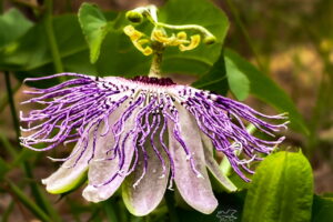 A passion fruit flower in full bloom is indeed a beautiful sight.