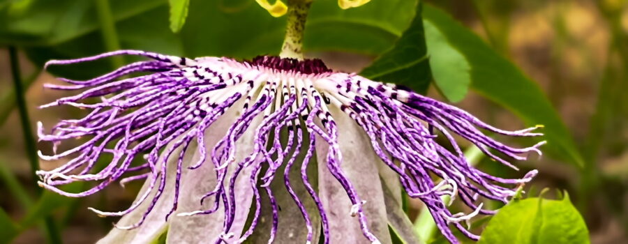 A passion fruit flower in full bloom is indeed a beautiful sight.