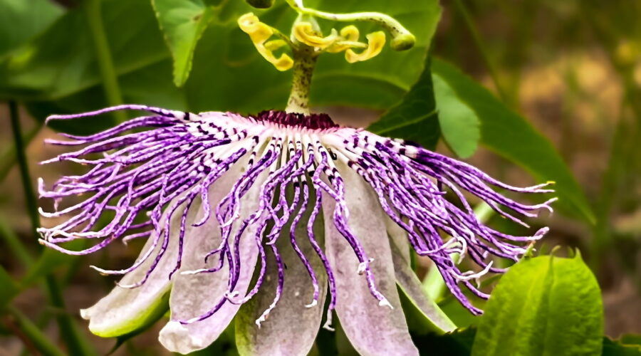 A passion fruit flower in full bloom is indeed a beautiful sight.