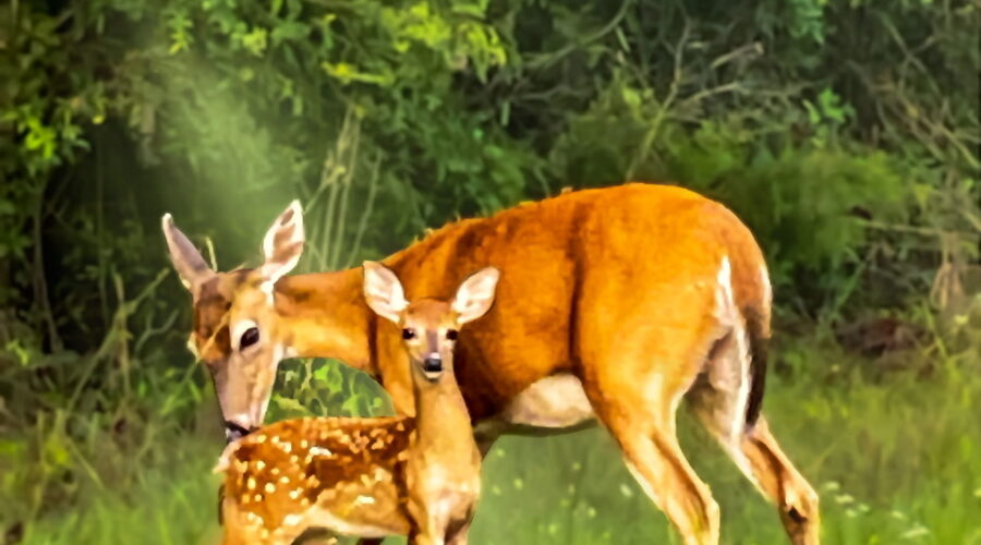 A white tailed deer doe pays very close attention to her fawn.