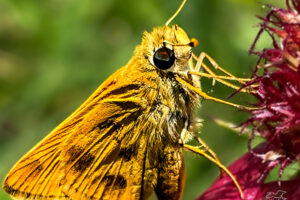 A saffron colored fiery skipper stops for a sip of nectar from a fuchsia colored Indian blanket flower.