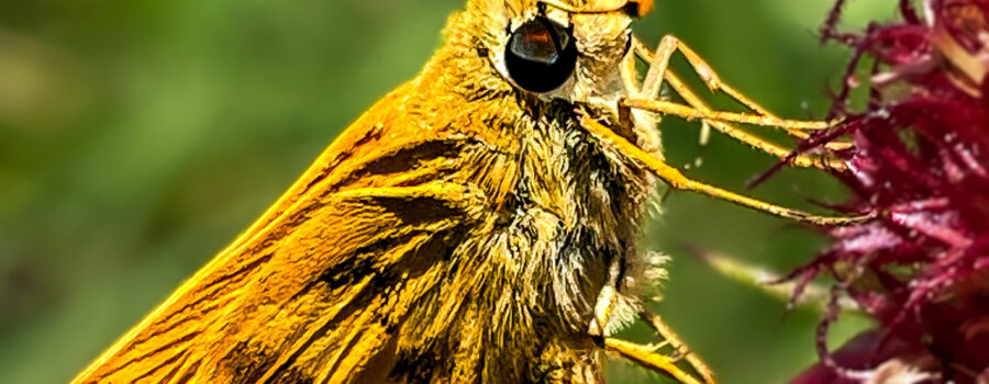 A saffron colored fiery skipper stops for a sip of nectar from a fuchsia colored Indian blanket flower.