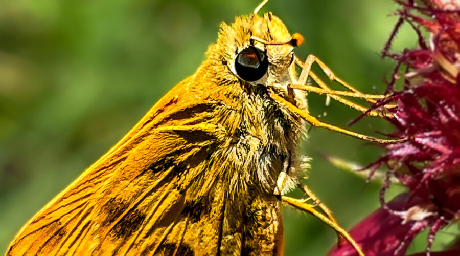 A saffron colored fiery skipper stops for a sip of nectar from a fuchsia colored Indian blanket flower.
