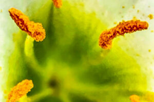 This macro image of the center of an Atamasco lily looks almost abstract and emphasizes the pollen covered anthers.