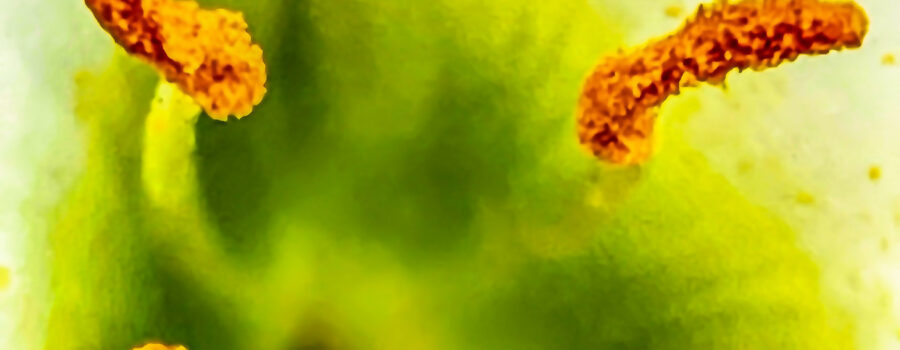 This macro image of the center of an Atamasco lily looks almost abstract and emphasizes the pollen covered anthers.