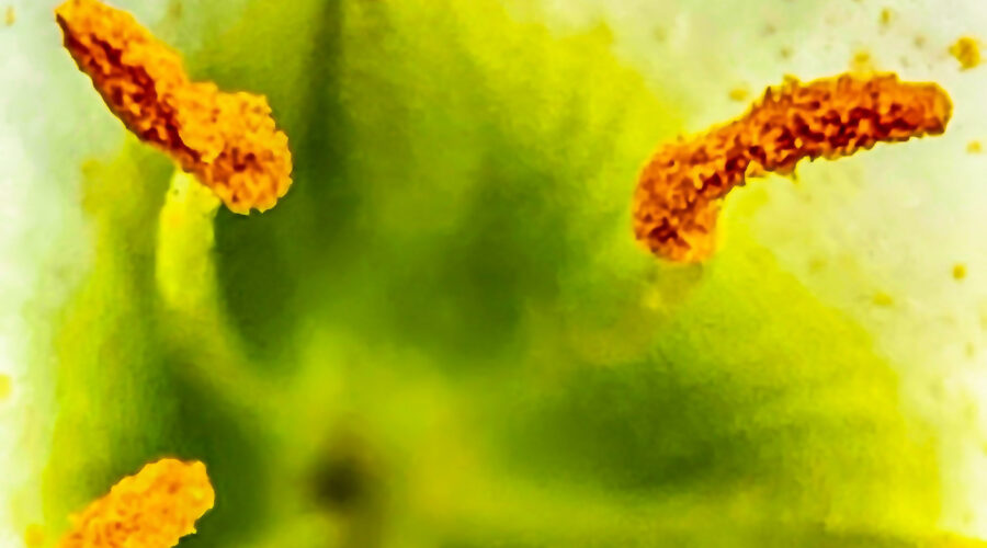 This macro image of the center of an Atamasco lily looks almost abstract and emphasizes the pollen covered anthers.