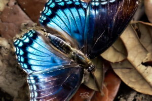 The red spotted purple mimics the toxic, bad tasting pipevine swallowtail as a defensive mechanism.