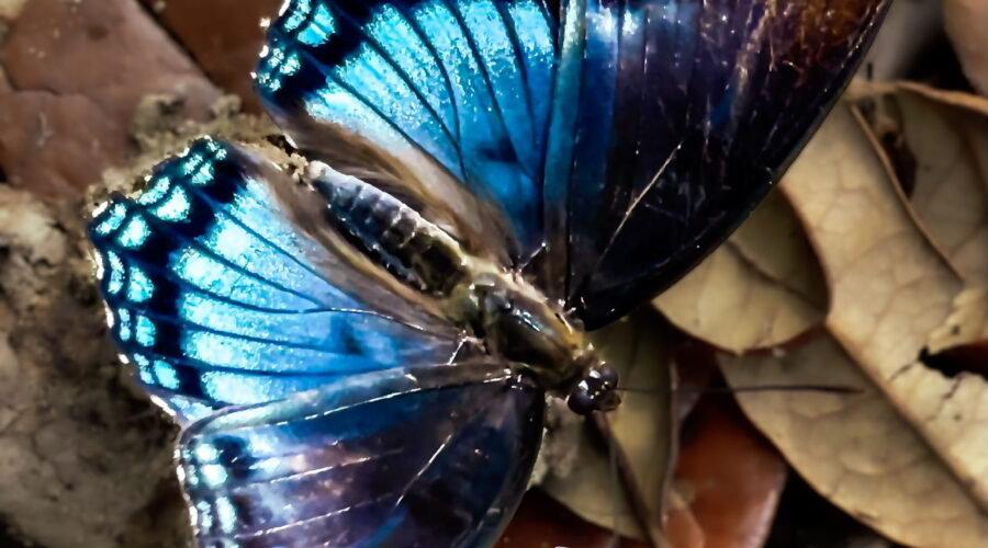 The red spotted purple mimics the toxic, bad tasting pipevine swallowtail as a defensive mechanism.
