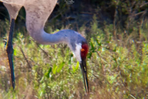 A Sandhill crane searches for insects in the Florida sandhills.