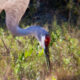 Sandhill Cranes are Well Known for Their Beautiful Colors