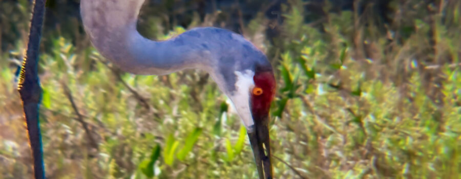 A Sandhill crane searches for insects in the Florida sandhills.