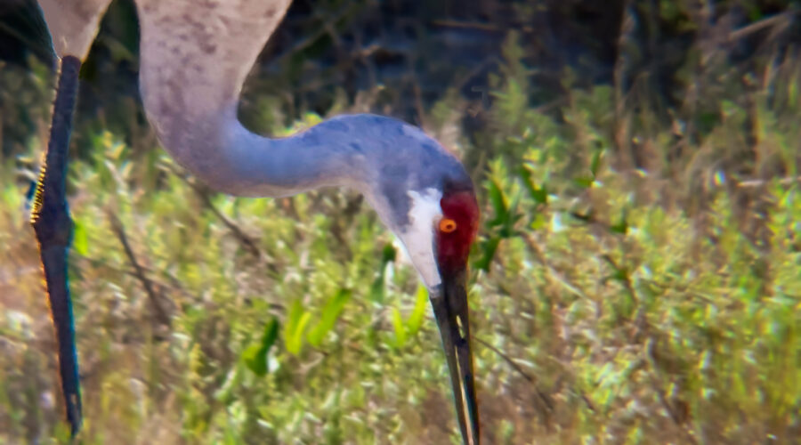 A Sandhill crane searches for insects in the Florida sandhills.