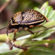 Colorful Little Shield-Backed Bugs are True Bugs, Not Beetles