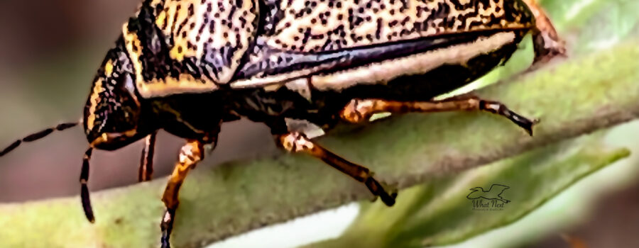 Many types of shield-backed bugs have metallic coloring, including this one, which is black and gold.