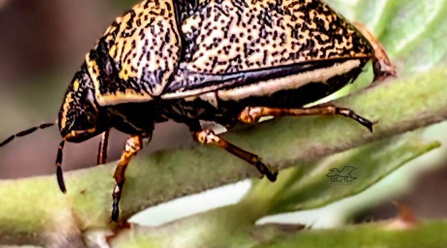 Many types of shield-backed bugs have metallic coloring, including this one, which is black and gold.