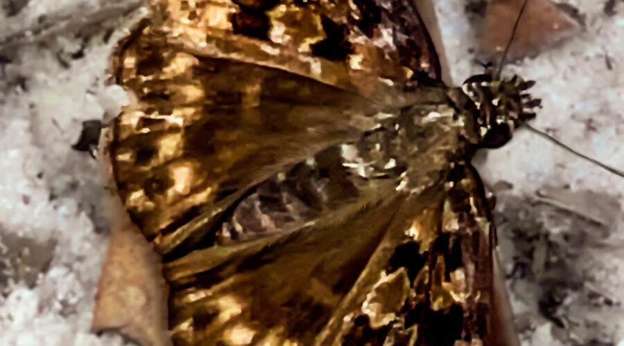 A Horace’s duskywing butterfly perches momentarily on a small twig on a sandy path.