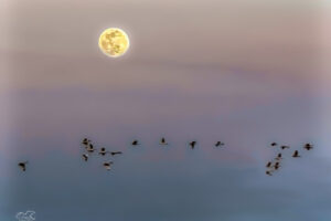 A group of white ibis head for their roosting grounds as the sun goes down and the moon comes up.