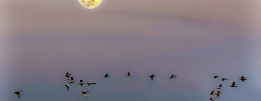 A group of white ibis head for their roosting grounds as the sun goes down and the moon comes up.
