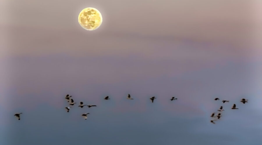 A group of white ibis head for their roosting grounds as the sun goes down and the moon comes up.