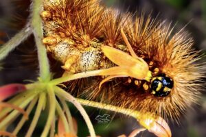 Butterfly bush hosts many butterflies and moths including this fuzzy woolly bear caterpillar.