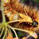 Beautiful Woolly Bear Caterpillars Love Colorful Butterfly Bush