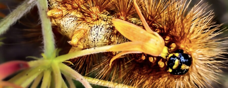 Butterfly bush hosts many butterflies and moths including this fuzzy woolly bear caterpillar.