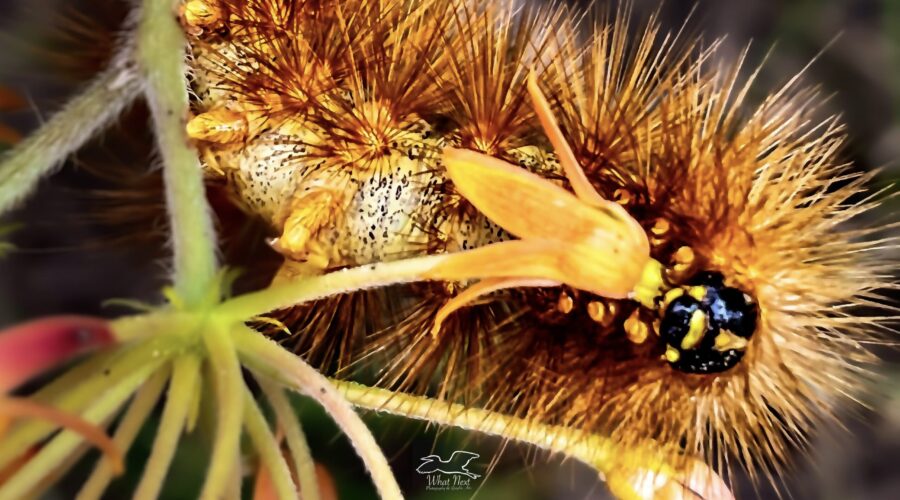 Butterfly bush hosts many butterflies and moths including this fuzzy woolly bear caterpillar.