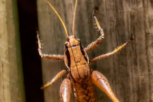 The eastern shieldback katydid is a large brown katydid that appears to carry a shield on its back.