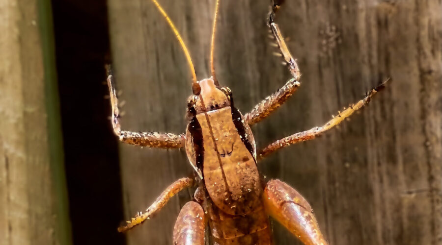 The eastern shieldback katydid is a large brown katydid that appears to carry a shield on its back.