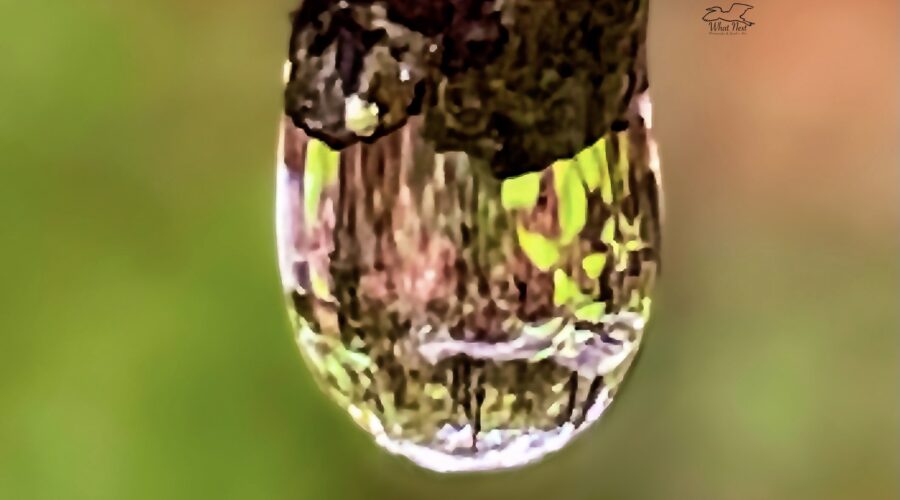 A single drop of rain water coming off a tree twig reflects the surrounding forest.