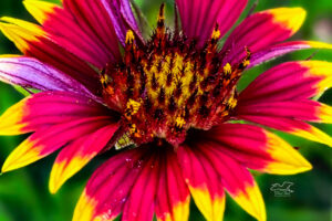 Beautiful Indian blanket blooms for only a short time in the early summer.
